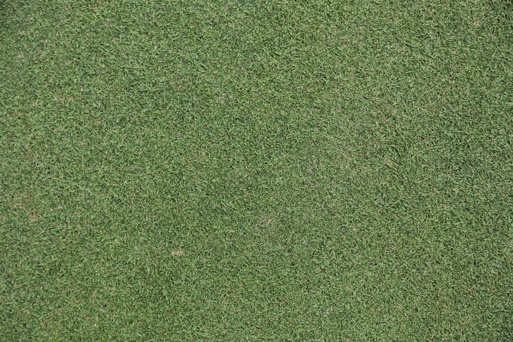 Golf grass