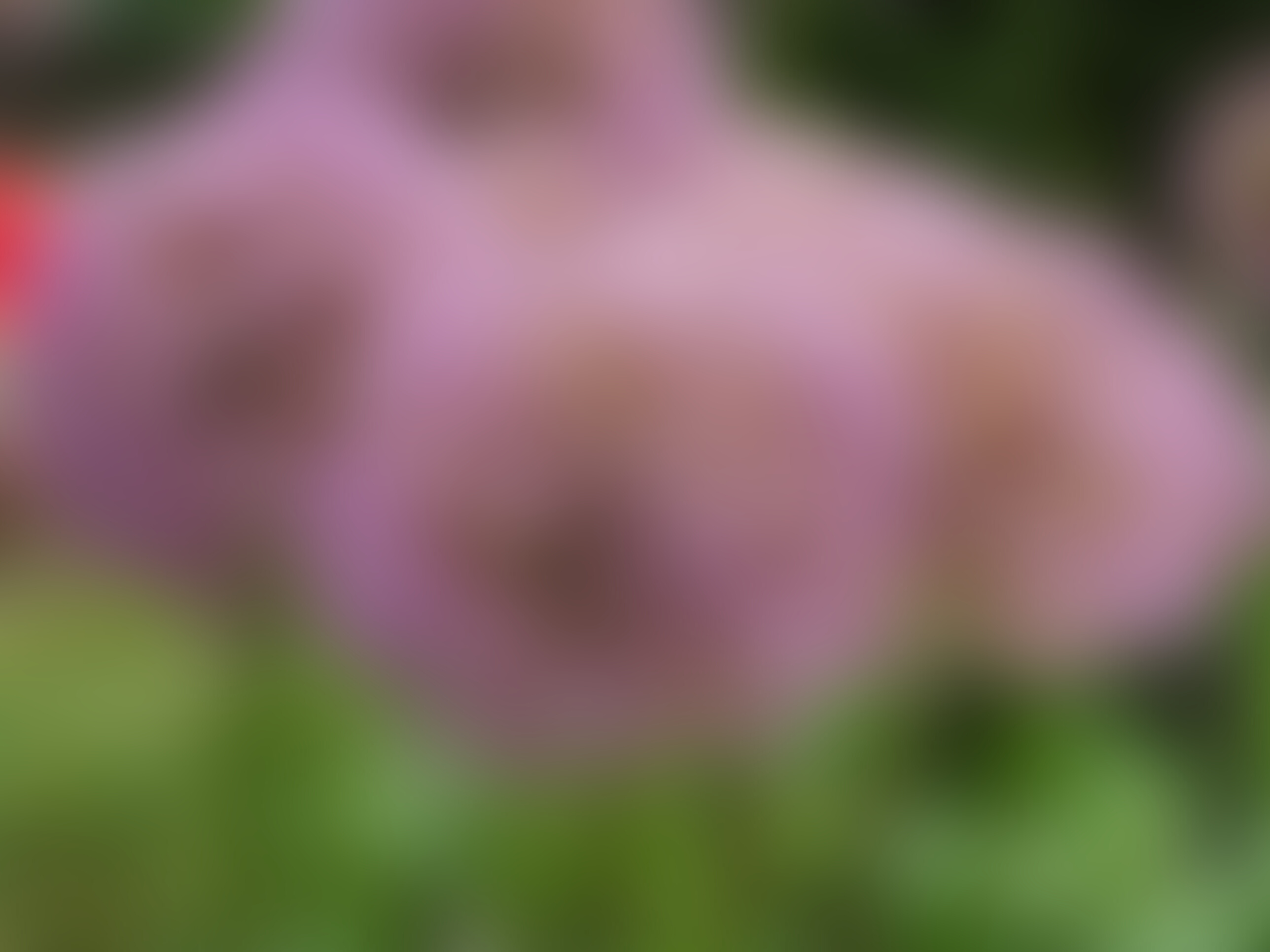 Purple Ball Flowers 2018